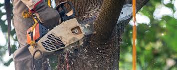 Best Weed Control  in Great Falls Crossing, VA
