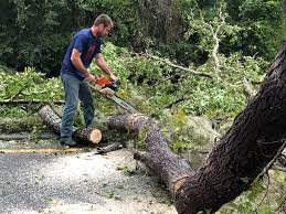 Best Tree Maintenance Programs  in Great Falls Crossing, VA
