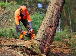 Best Leaf Removal  in Great Falls Crossing, VA