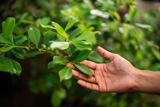 Best Tree Health Inspection  in Great Falls Crossing, VA
