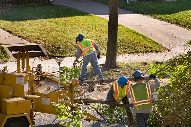 Best Tree Cabling and Bracing  in Great Falls Crossing, VA