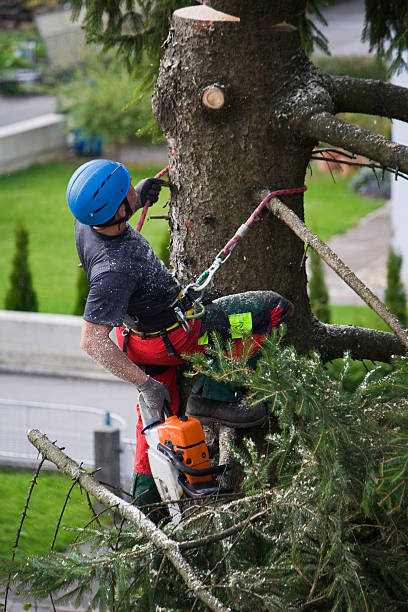 Best Arborist Consultation Services  in Great Falls Crossing, VA