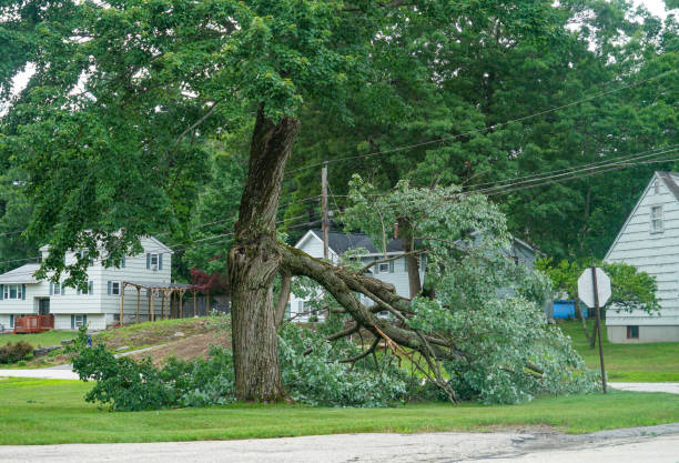 How Our Tree Care Process Works  in  Great Falls Crossing, VA