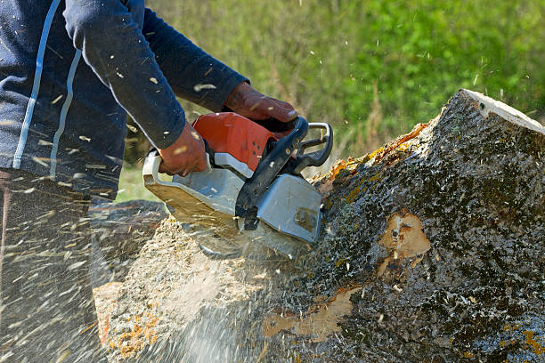Best Lawn Grading and Leveling  in Great Falls Crossing, VA